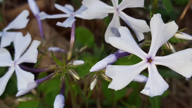 Walter Nature Park - Red House, WV