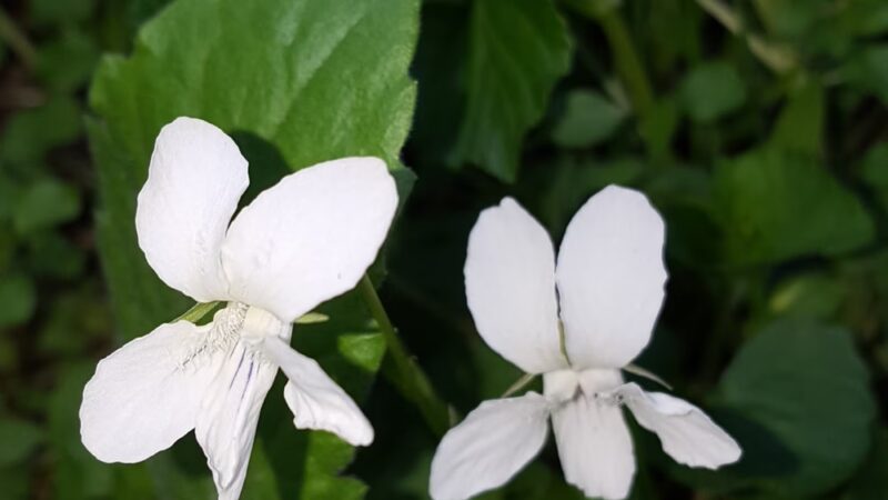 Walter Nature Park - Red House, WV