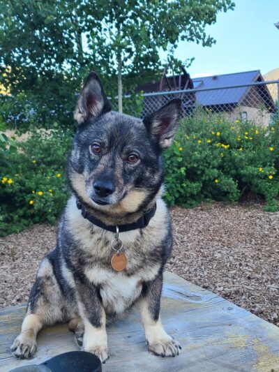 Red River Bark Park - Red River, NM
