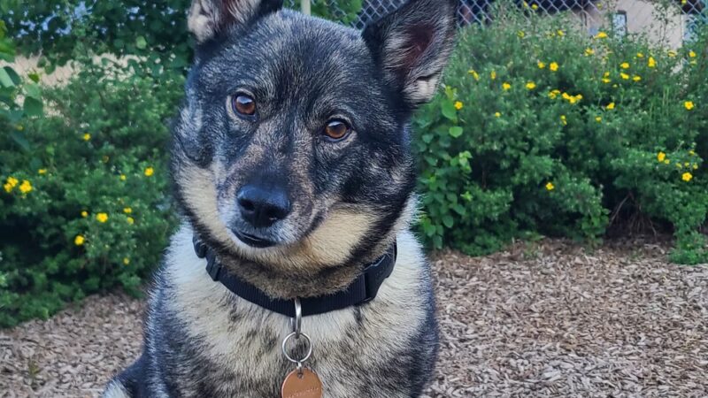 Red River Bark Park - Red River, NM
