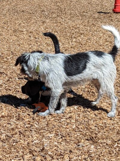 Red River Bark Park - Red River, NM