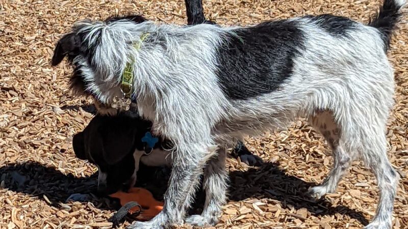 Red River Bark Park - Red River, NM