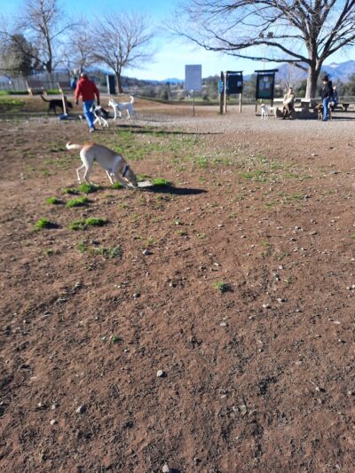 Benton Dog Park - Redding - Redding, CA