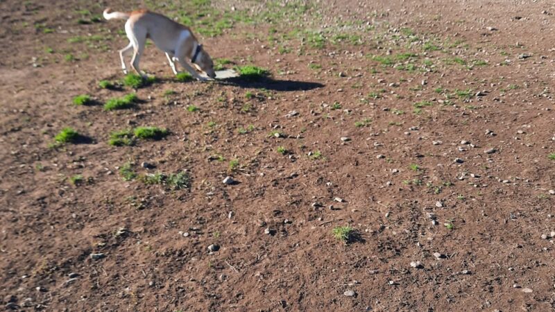 Benton Dog Park - Redding - Redding, CA