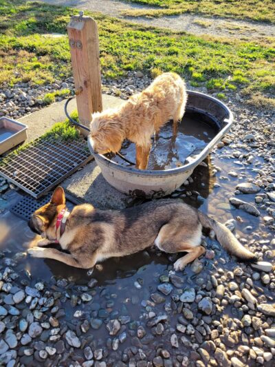 Benton Dog Park - Redding - Redding, CA