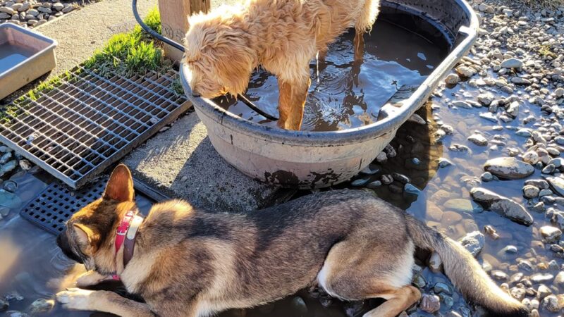 Benton Dog Park - Redding - Redding, CA