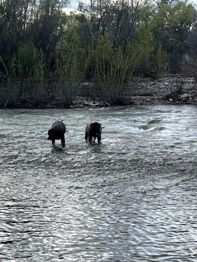 Turtle Bay East Open space - Redding, CA