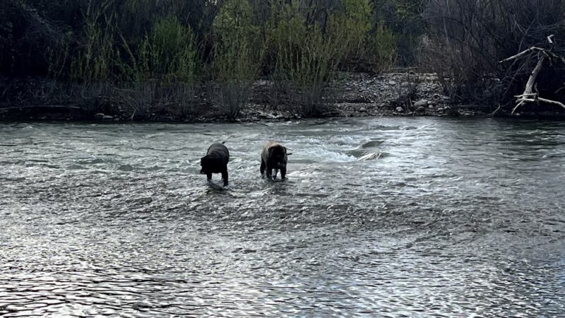 Turtle Bay East Open space - Redding, CA