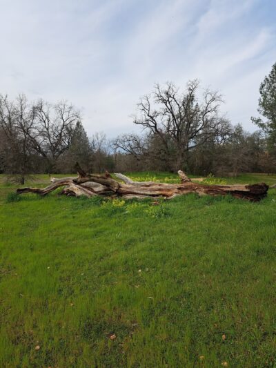 Turtle Bay East Open space - Redding, CA