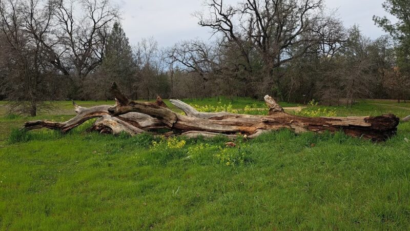 Turtle Bay East Open space - Redding, CA