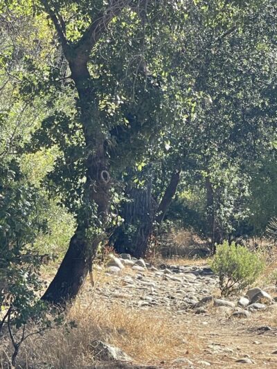 Turtle Bay East Open space - Redding, CA