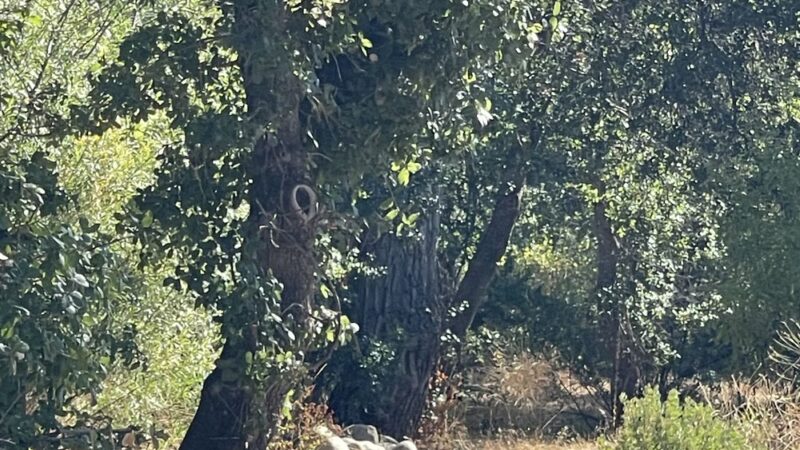 Turtle Bay East Open space - Redding, CA