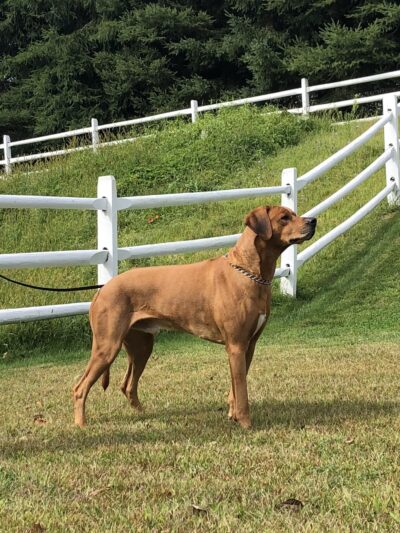 Canine College - Redding, CT
