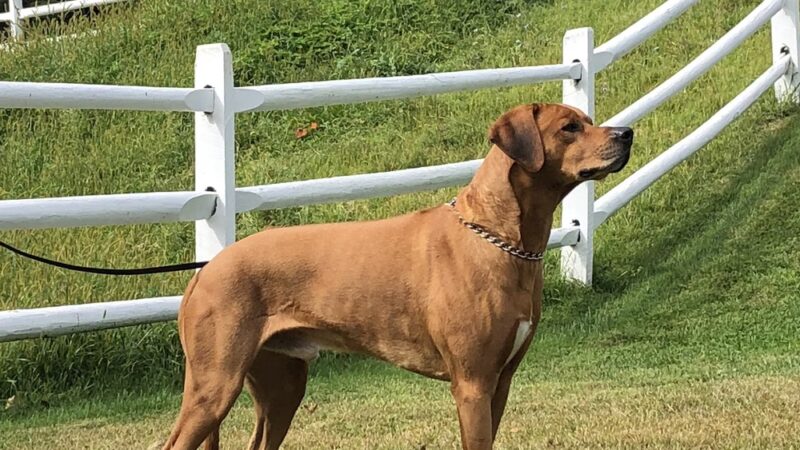 Canine College - Redding, CT