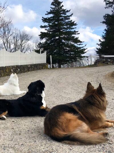 Canine College - Redding, CT