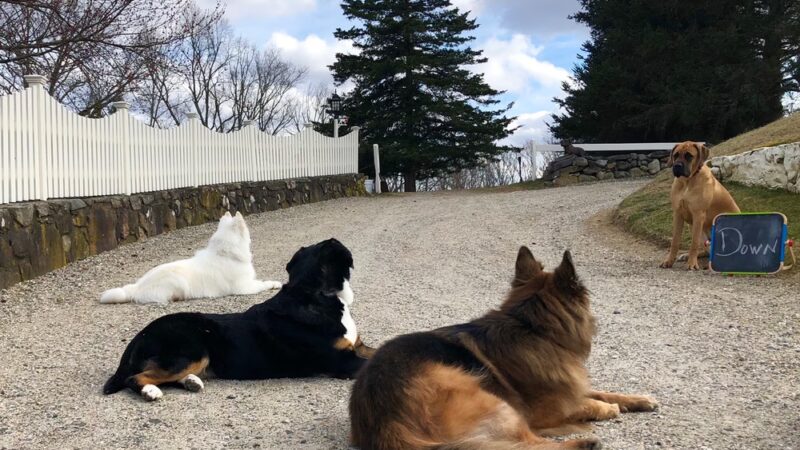 Canine College - Redding, CT