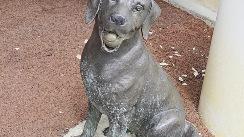 Dog relief area - Redmond, WA