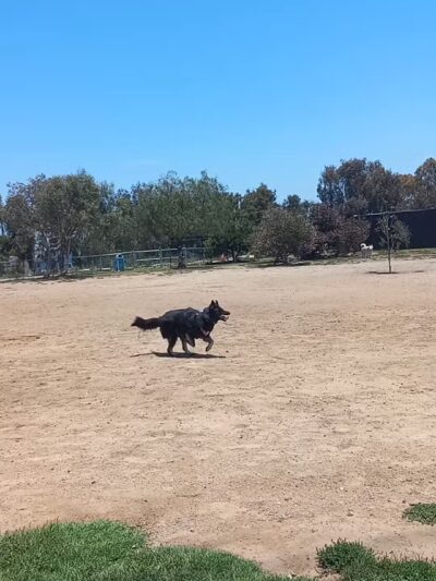 Redondo Beach Dog Park - Redondo Beach, CA