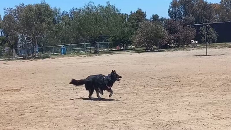 Redondo Beach Dog Park - Redondo Beach, CA
