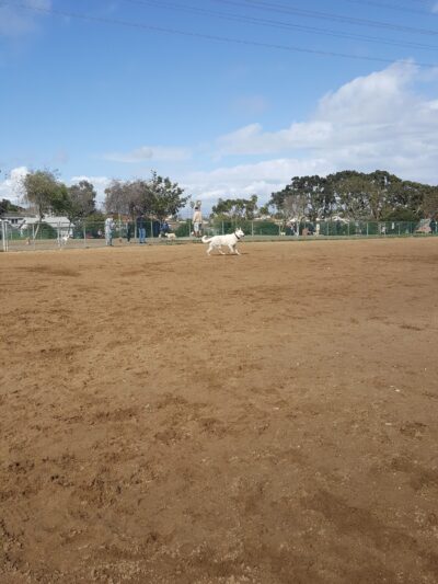 Redondo Beach Dog Park - Redondo Beach, CA