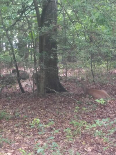 Deer Park - Rehoboth Beach, DE