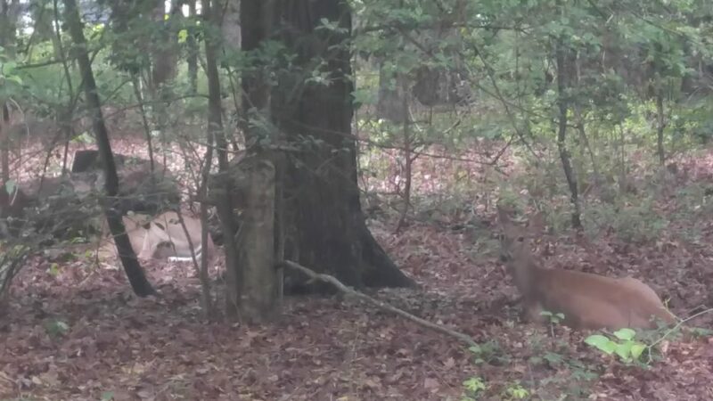 Deer Park - Rehoboth Beach, DE