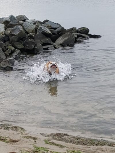 Dewey Dogs At The Beach - Rehoboth Beach, DE