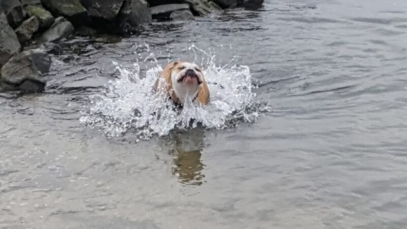 Dewey Dogs At The Beach - Rehoboth Beach, DE