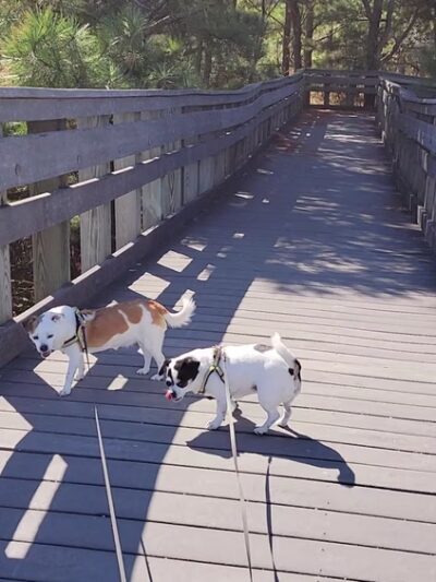 Gordons Pond - Rehoboth Beach, DE