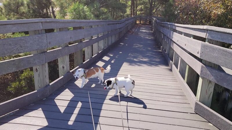 Gordons Pond - Rehoboth Beach, DE
