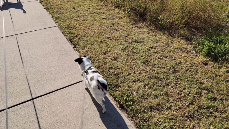 Lake Gerar Park - Rehoboth Beach, DE