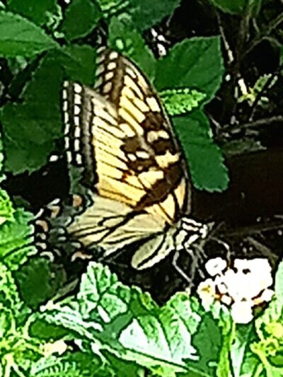 Reidsville Park - Reidsville, GA