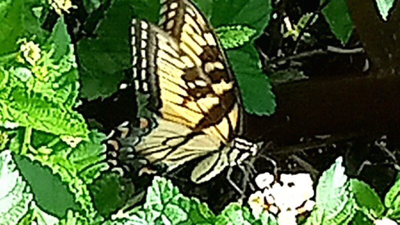 Reidsville Park - Reidsville, GA