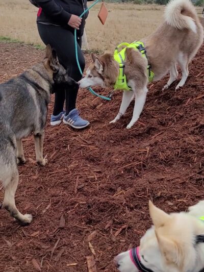 Cedar River Dog Park - Renton, WA