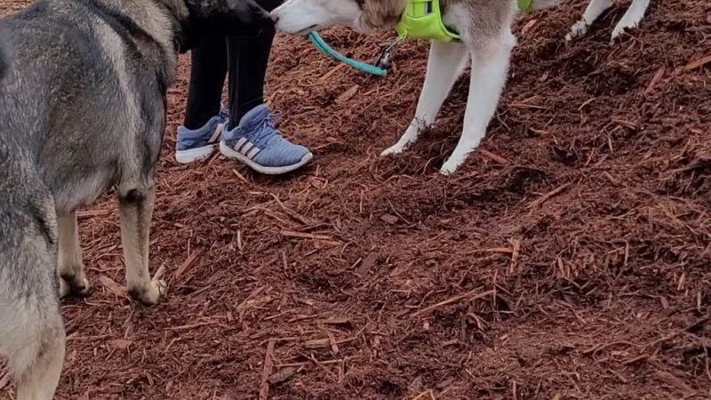 Cedar River Dog Park - Renton, WA