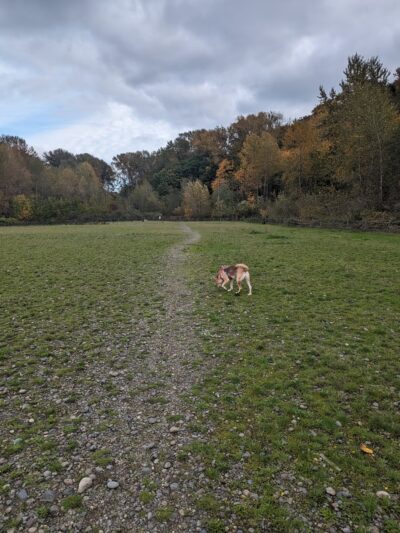 Cedar River Dog Park - Renton, WA