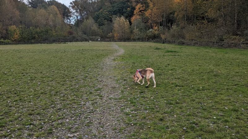 Cedar River Dog Park - Renton, WA