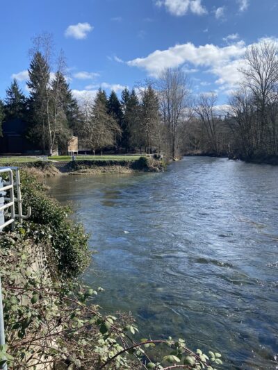 Cedar River Dog Park - Renton, WA