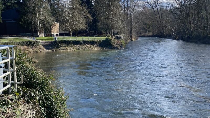 Cedar River Dog Park - Renton, WA