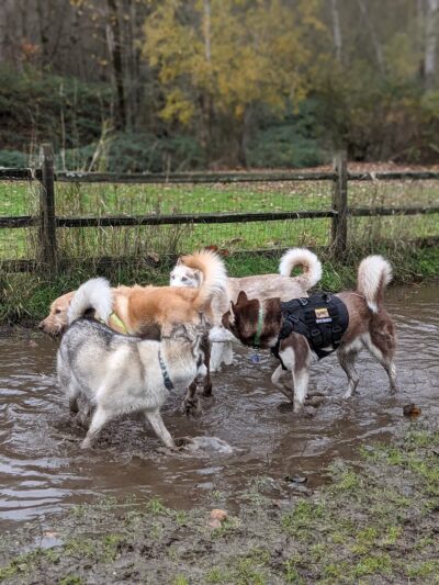 Cedar River Dog Park - Renton, WA