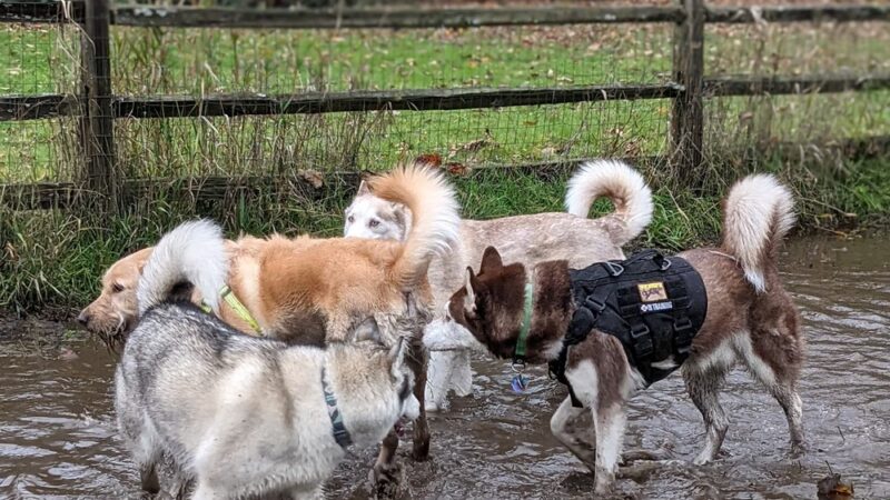 Cedar River Dog Park - Renton, WA