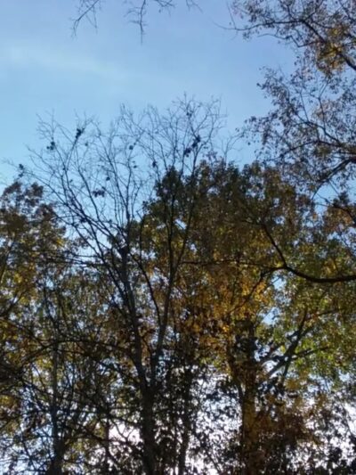 Greene River Trail: Rices Landing Trailhead - Rices Landing, PA