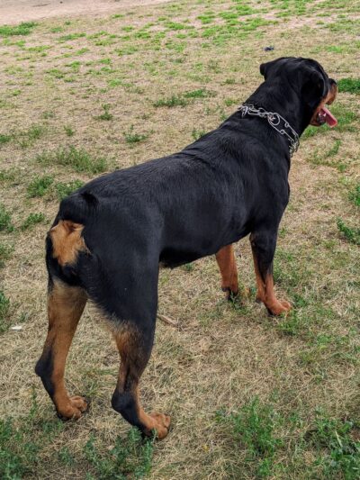 Off-Leash Dog Area - Richfield, MN