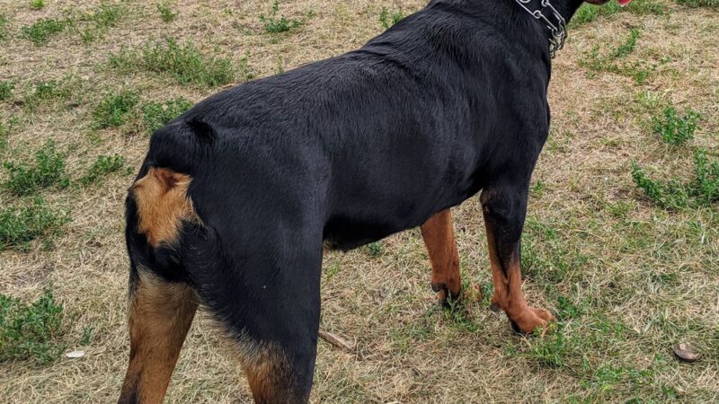 Off-Leash Dog Area - Richfield, MN
