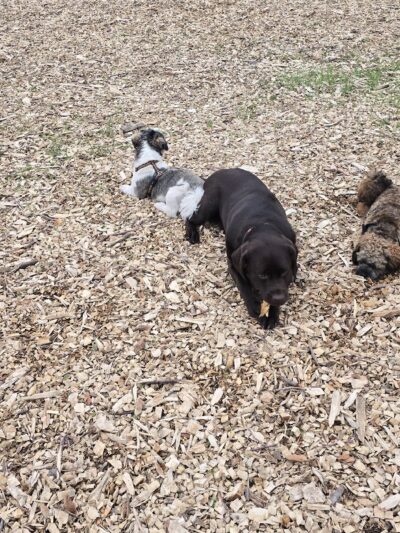 Off-Leash Dog Area - Richfield, MN