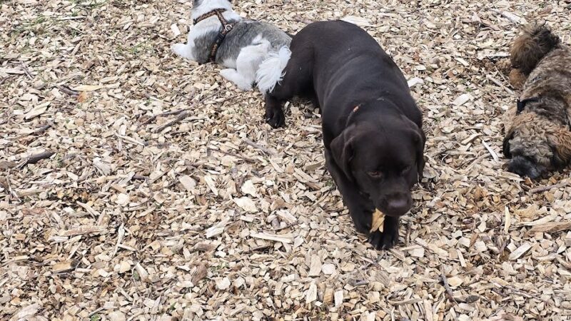 Off-Leash Dog Area - Richfield, MN