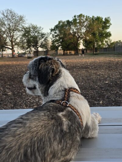Off-Leash Dog Area - Richfield, MN