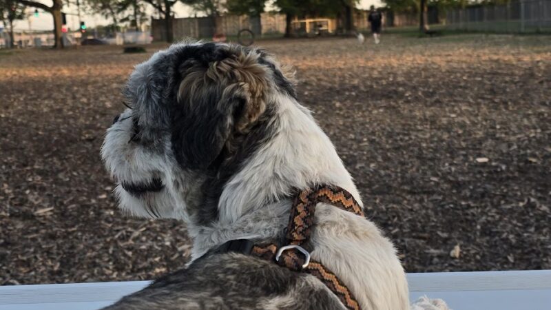 Off-Leash Dog Area - Richfield, MN