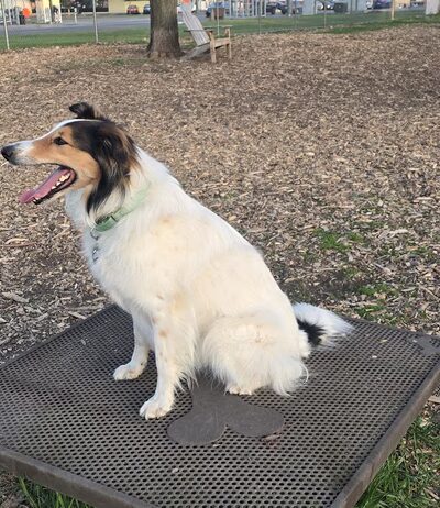 Off-Leash Dog Area - Richfield, MN