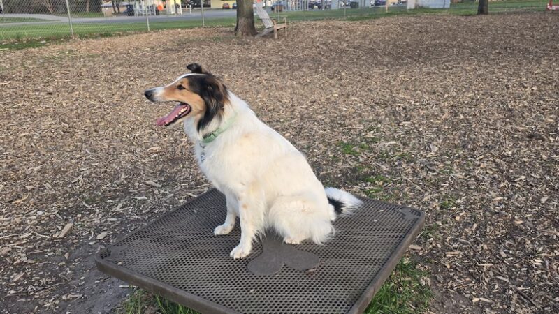 Off-Leash Dog Area - Richfield, MN